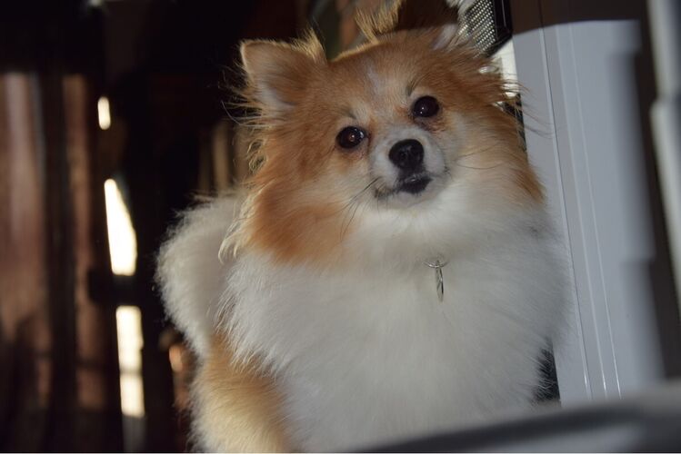 Foto van Lola