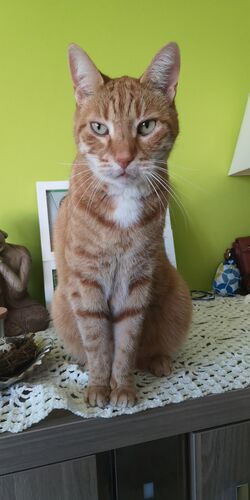Foto van Lowie