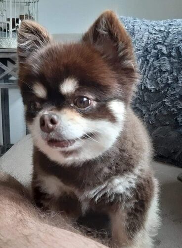 Foto van Lowietje