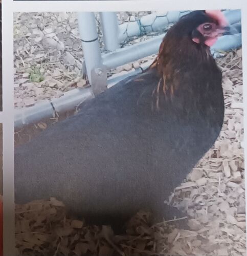 Foto van Lucky