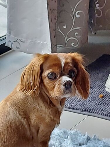 Foto van Luna