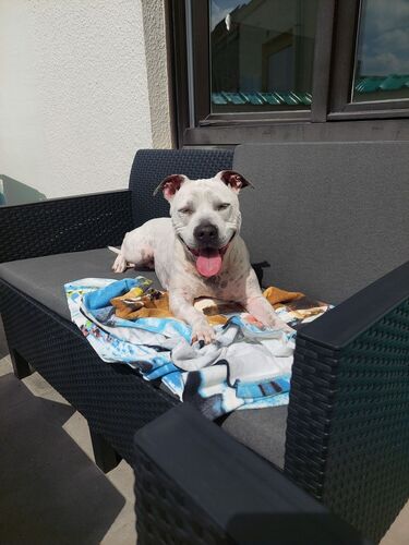 Foto van Luna