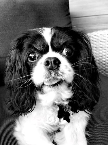 Foto van Luna