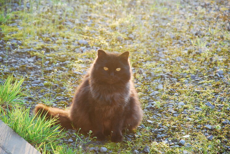 Foto van Mama Poes