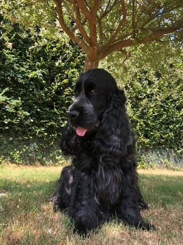 Foto van Marley
