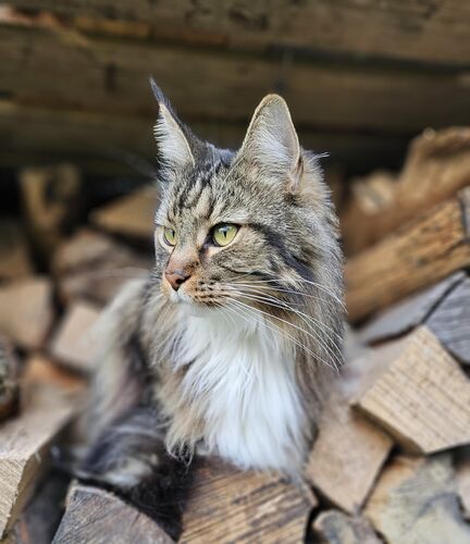 Foto van Maurice