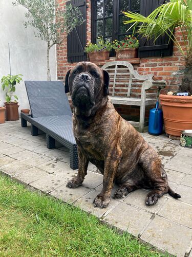 Foto van Maximus
