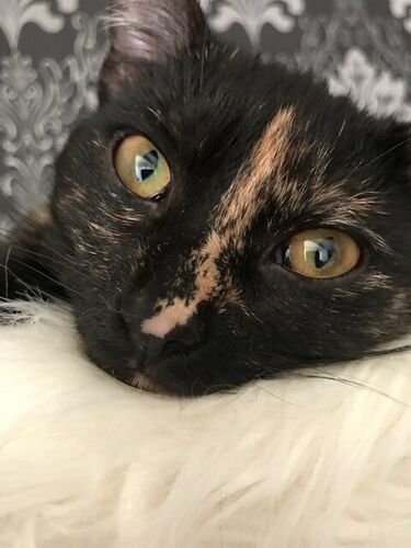 Foto van Maya