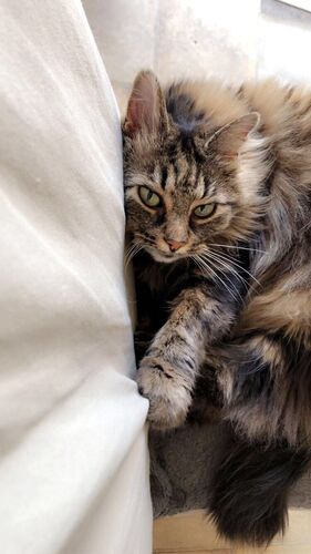 Foto van Maya