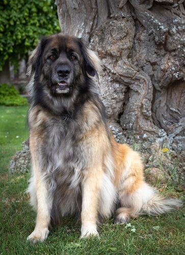 Foto van Meadow