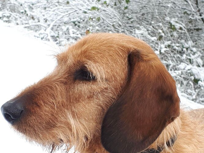 Foto van Merlin