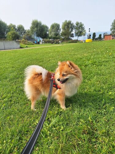 Foto van Mila