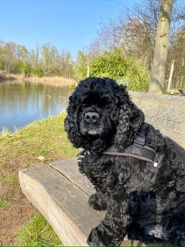 Foto van Milo