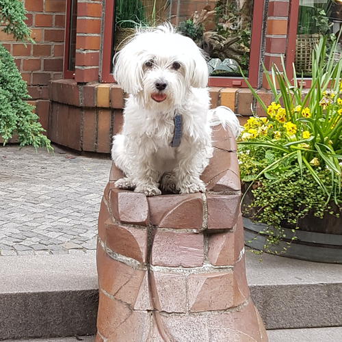 Foto van Miloke