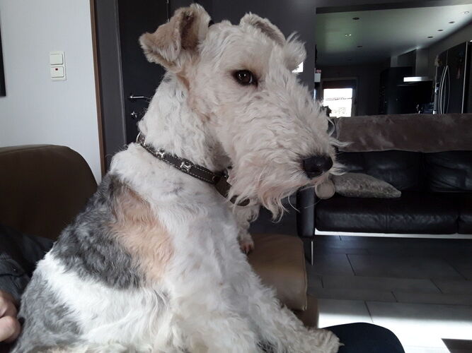 Foto van Milou
