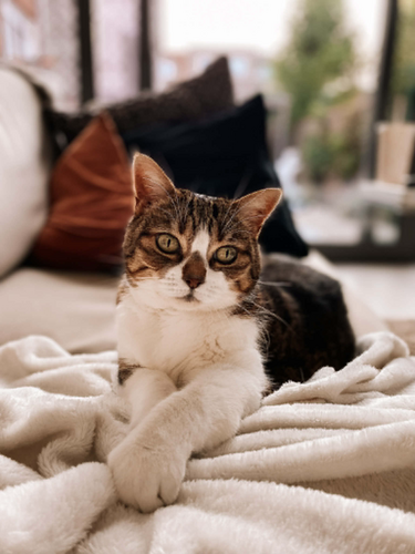 Foto van Minou