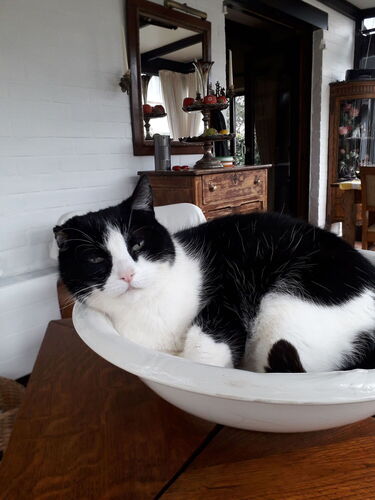 Foto van Minou