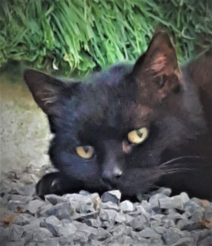 Foto van Minou