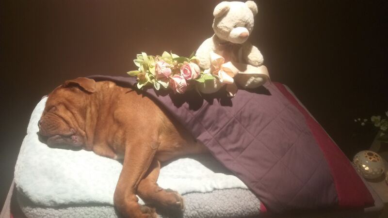 Foto van Mira