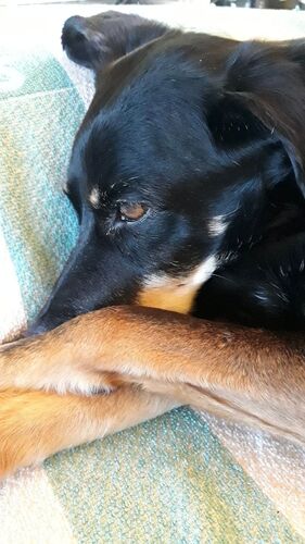 Foto van Missy