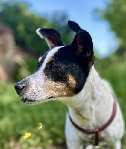 Foto van Nala