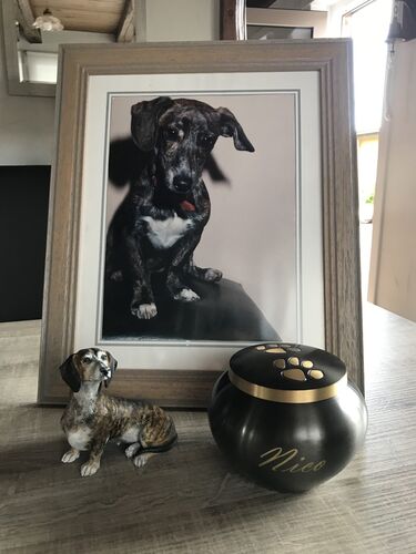 Foto van Nico
