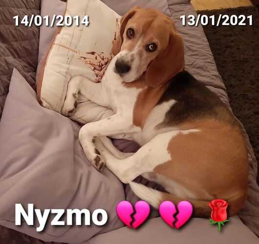 Foto van Nyzmo