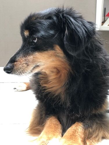 Foto van Obie
