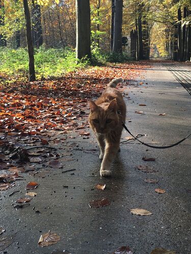 Foto van Ollie