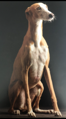 Foto van Olvida