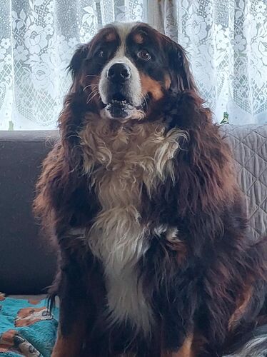 Foto van Orissa