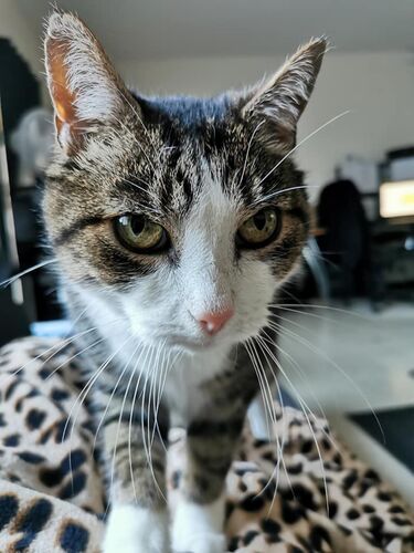 Foto van Orlando