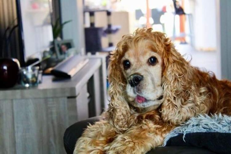 Foto van Ozzy