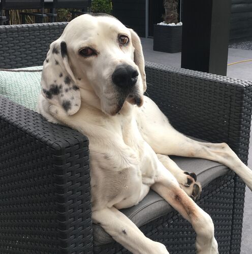 Foto van Paco