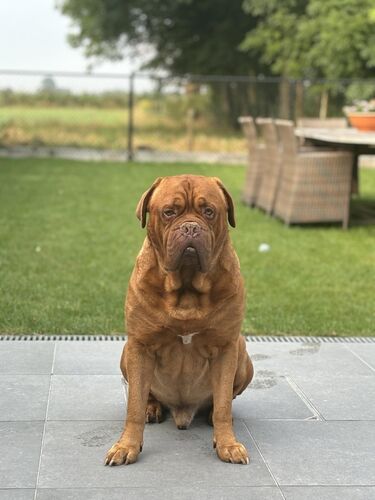 Foto van patser