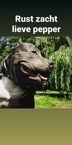 Foto van Pepper