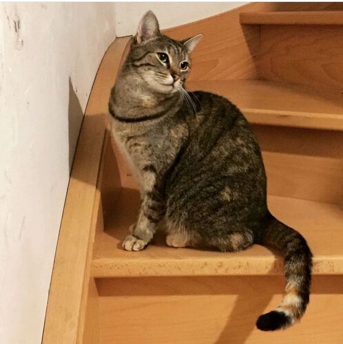 Foto van Pippa