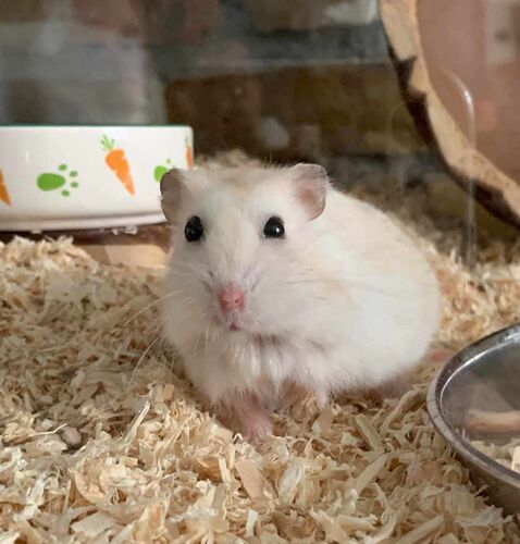 Foto van Pippah