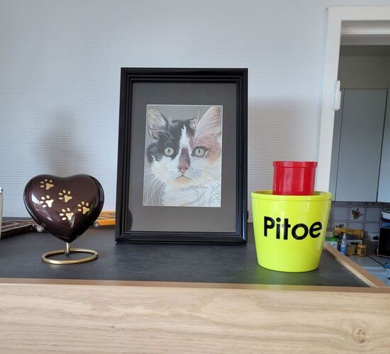 Foto van Pitoe