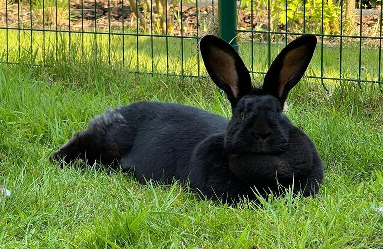 Foto van Pipa