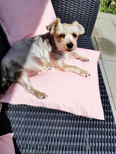 Foto van Chipie