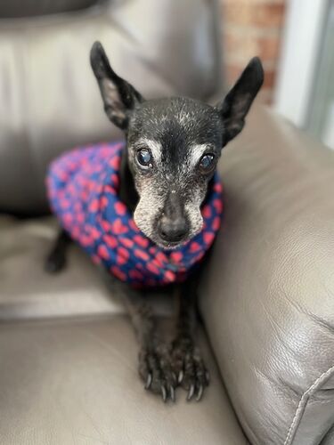Foto van Queenie
