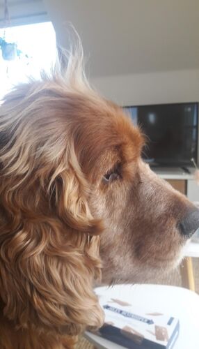 Foto van Ralphie