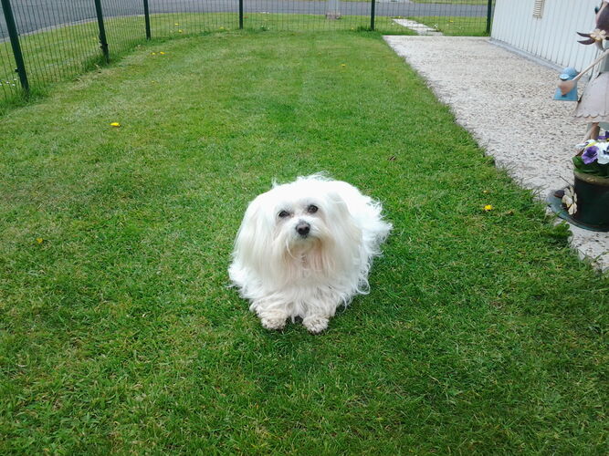 Foto van Rambo