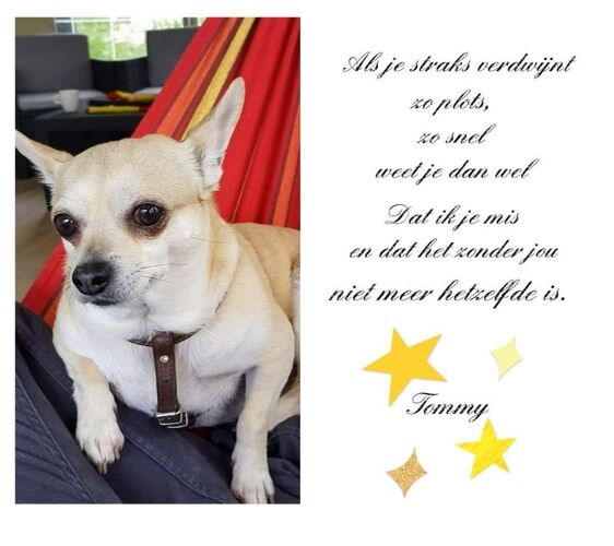 Foto van Tommy