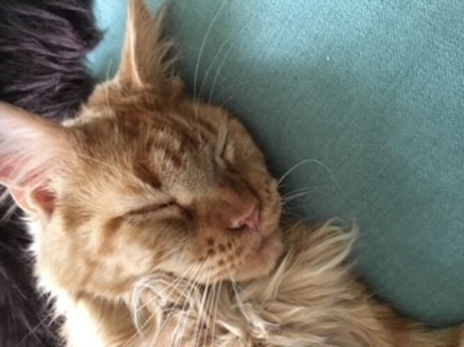 Foto van ROMEO