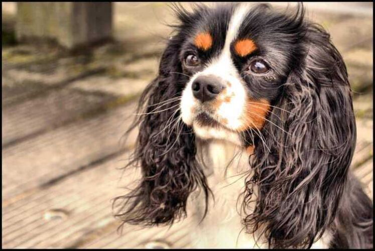 Foto van Roxy