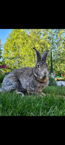 Foto van Rubble