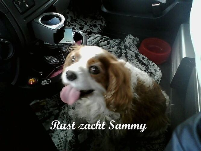 Foto van Sammy