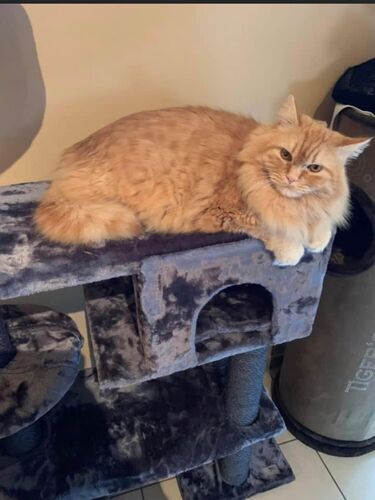 Foto van Simba